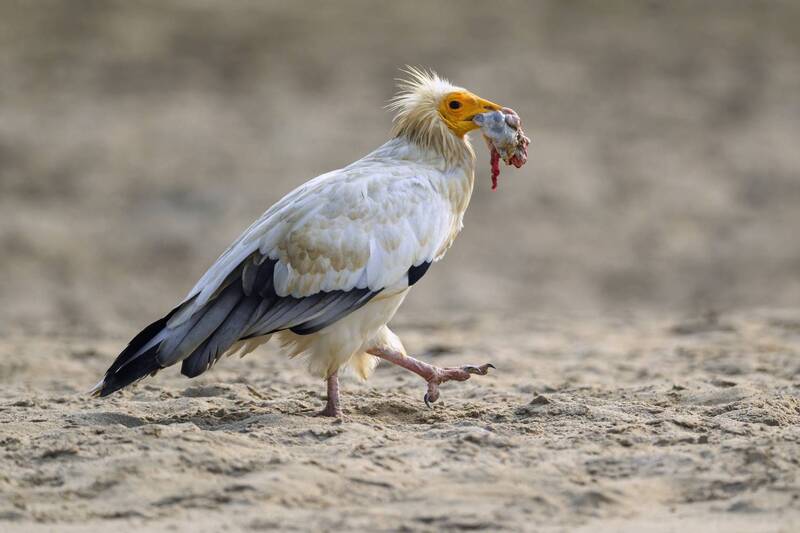 Египетский гриф фото превью