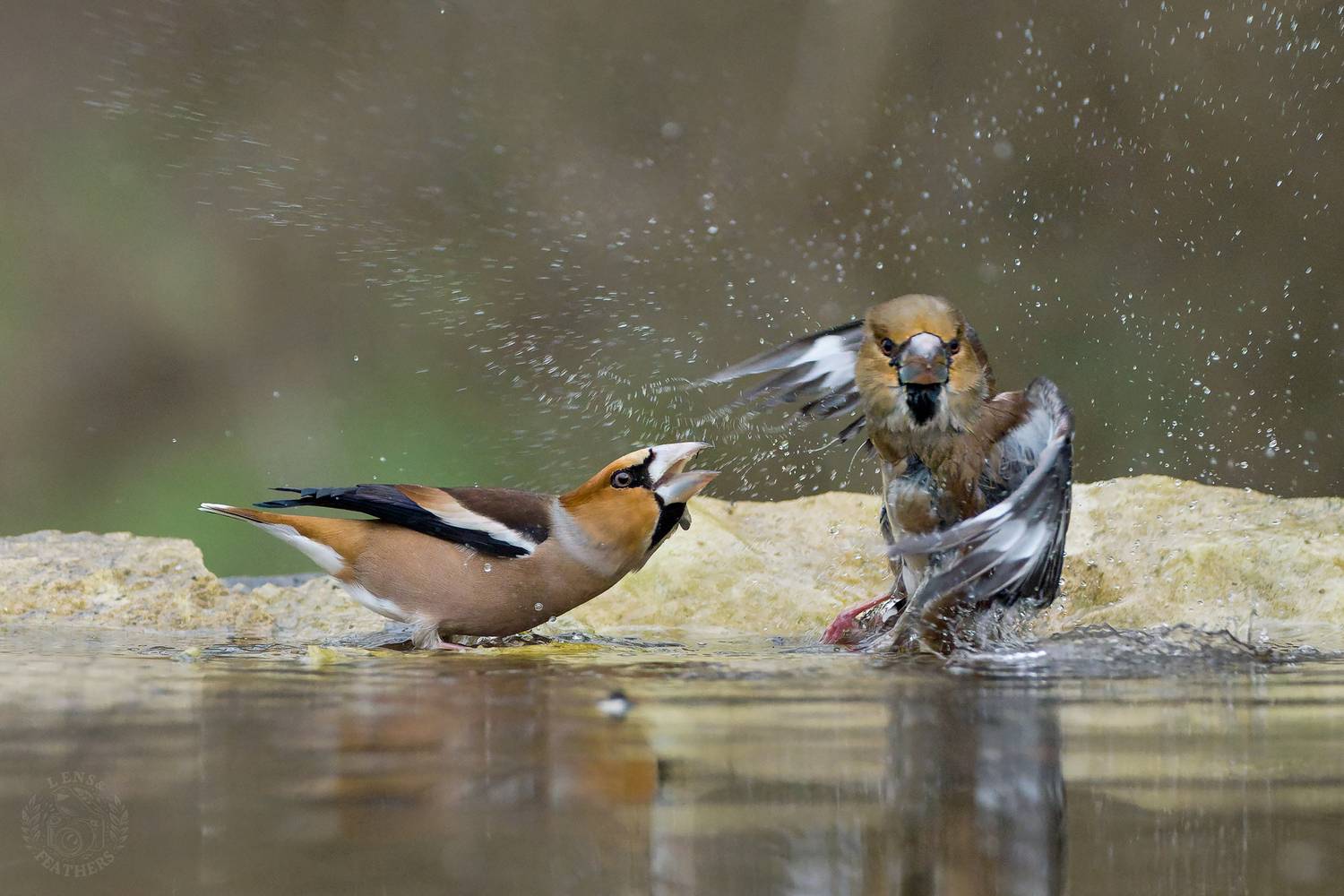 , Евгени Стефанов