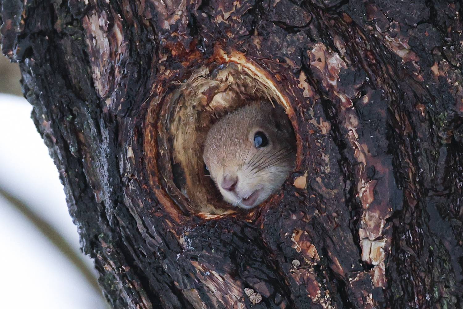 белка, кусковский парк, москва, Marat Magov