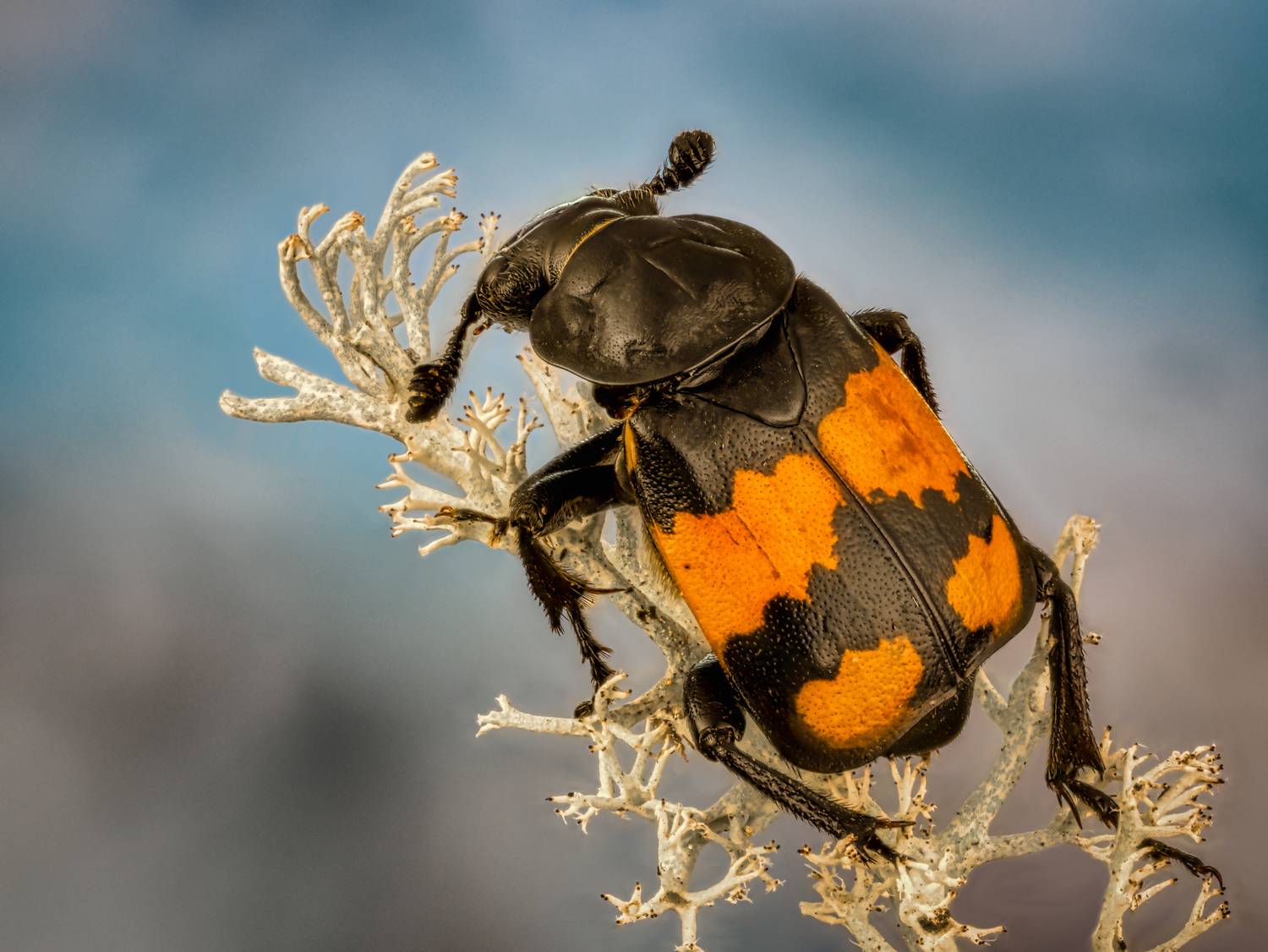 , Олег Савицкий