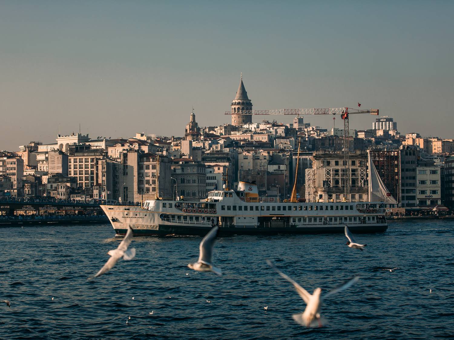 , Трепольский Дмитрий