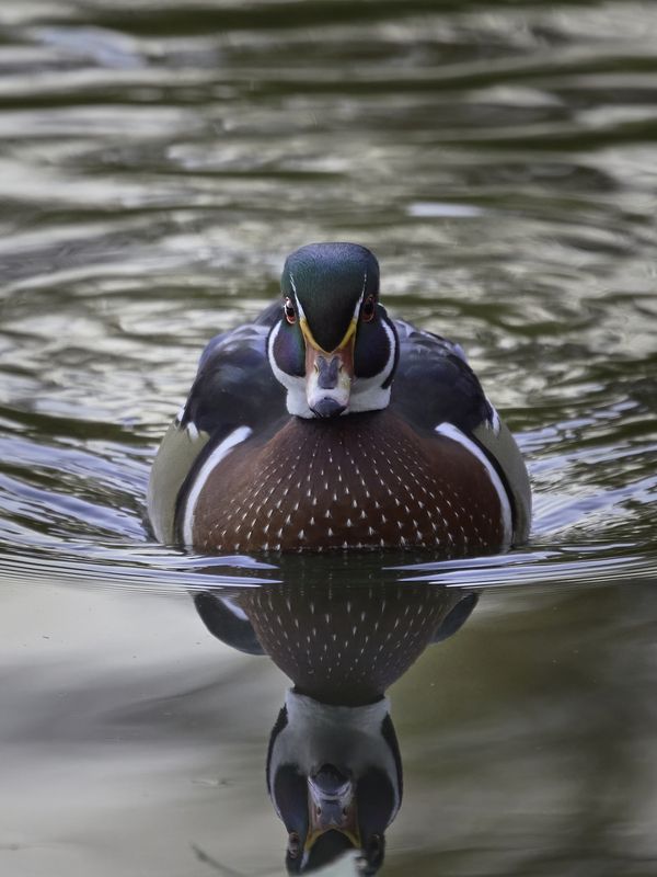 Москва, фотоохота, осень, птицы, водоплавающие, утка, каролинка Каролинки фото превью