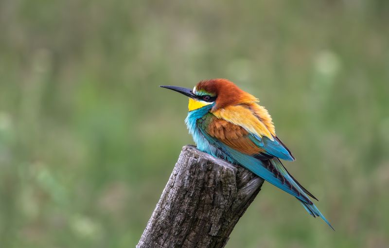 Щурка насупилась.  фото превью
