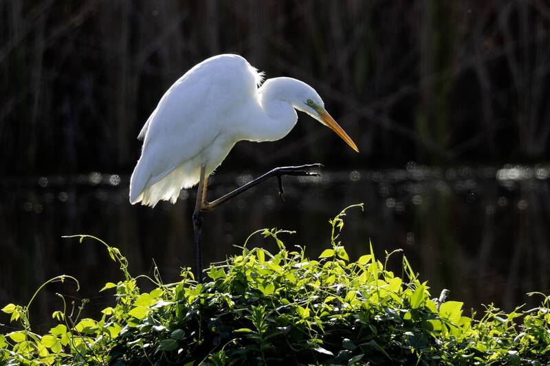 Большая белая цапля. фото превью