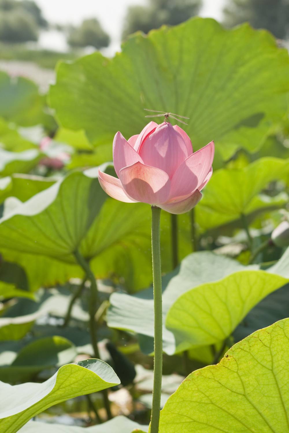 лотос, цветок, астраханская область, Башкин Георгий