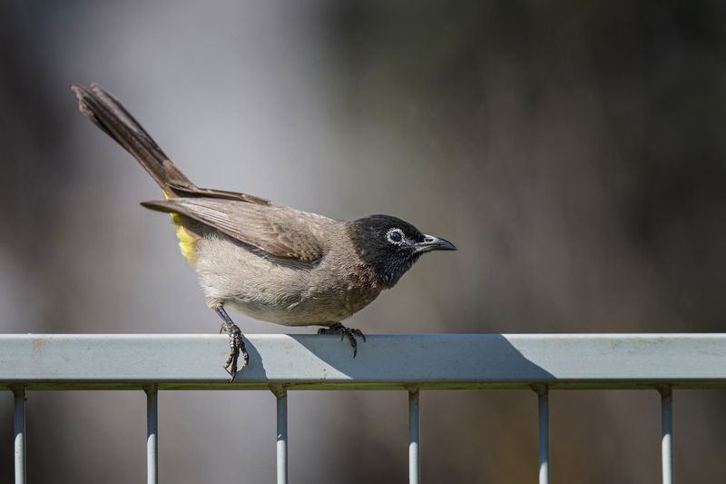 На заборе птичка сидела... фото превью