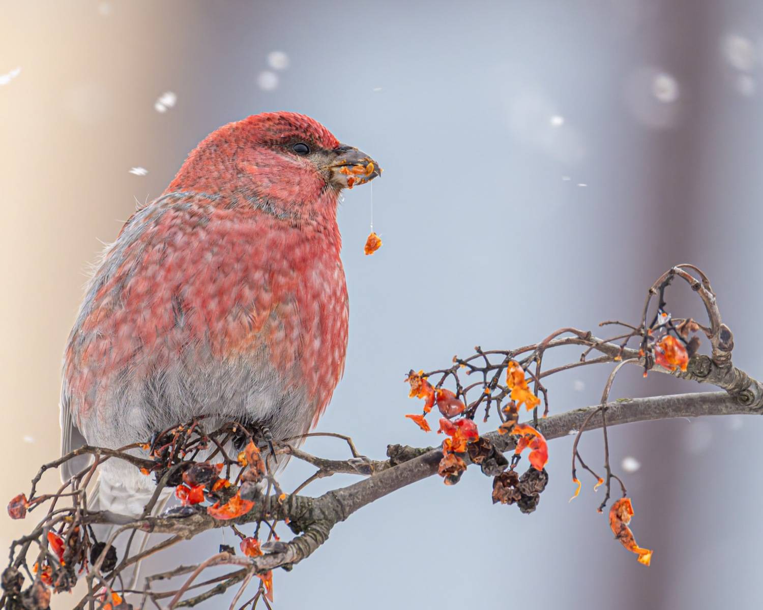 щур, рябина, птицы, Ruslan Pl