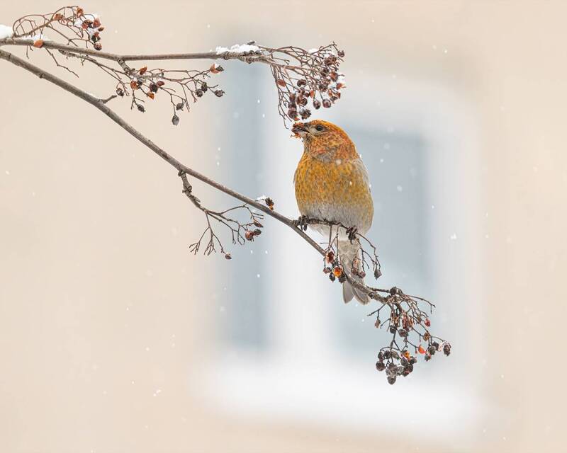 щур, рябина, окно, птицы Щур в твоем окне фото превью