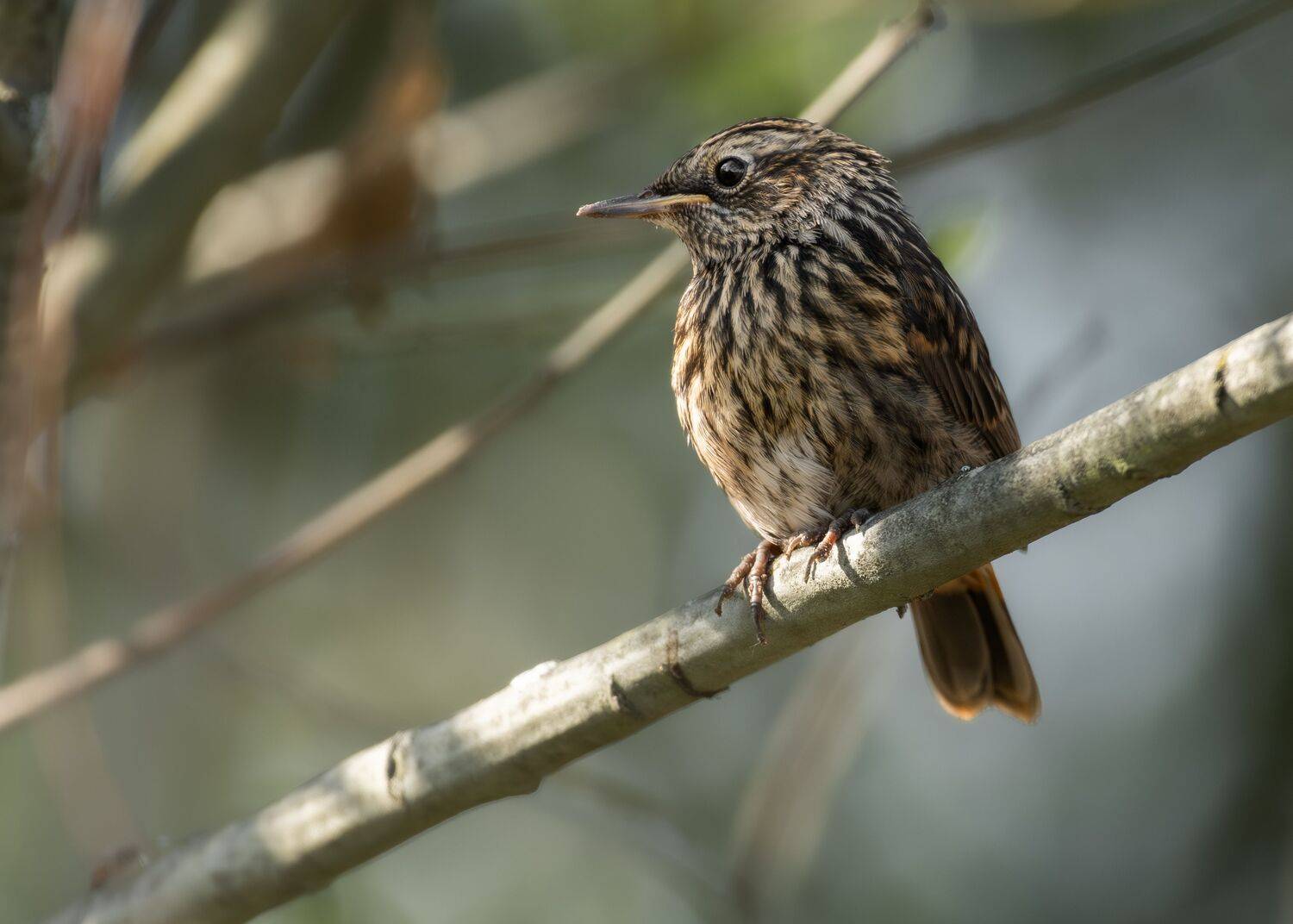 wildlife, birdwatching, nature, bird photography, птица, фотоохота, природа, варакушка, Полина Шальнева