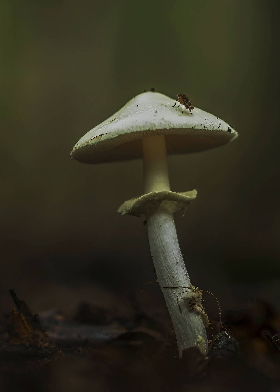 nature, close-up, outdoor, mushroom, fungus, autumn, selective-focus, forest, Andr&eacute;s Emilio