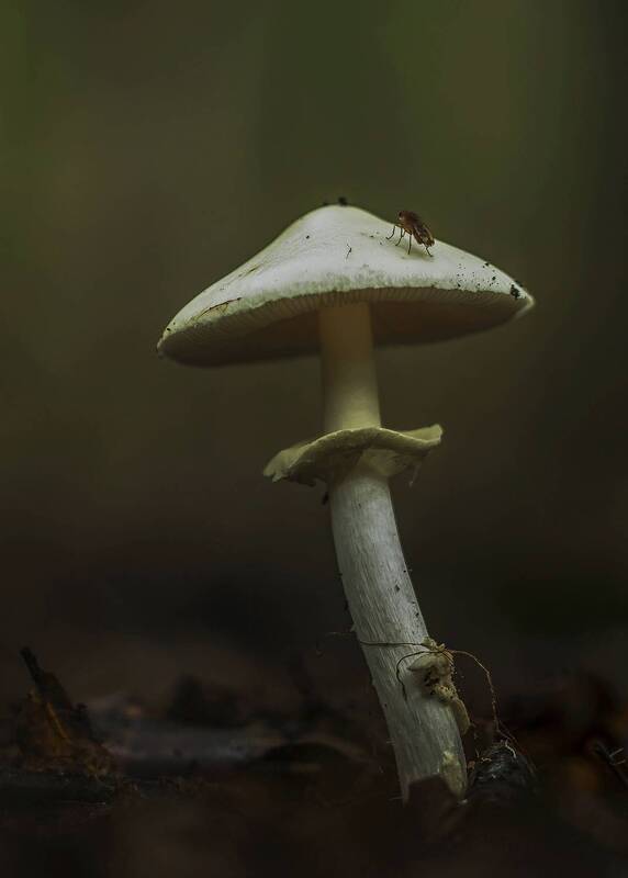 nature, close-up, outdoor, mushroom, fungus, autumn, selective-focus, forest Amanita фото превью