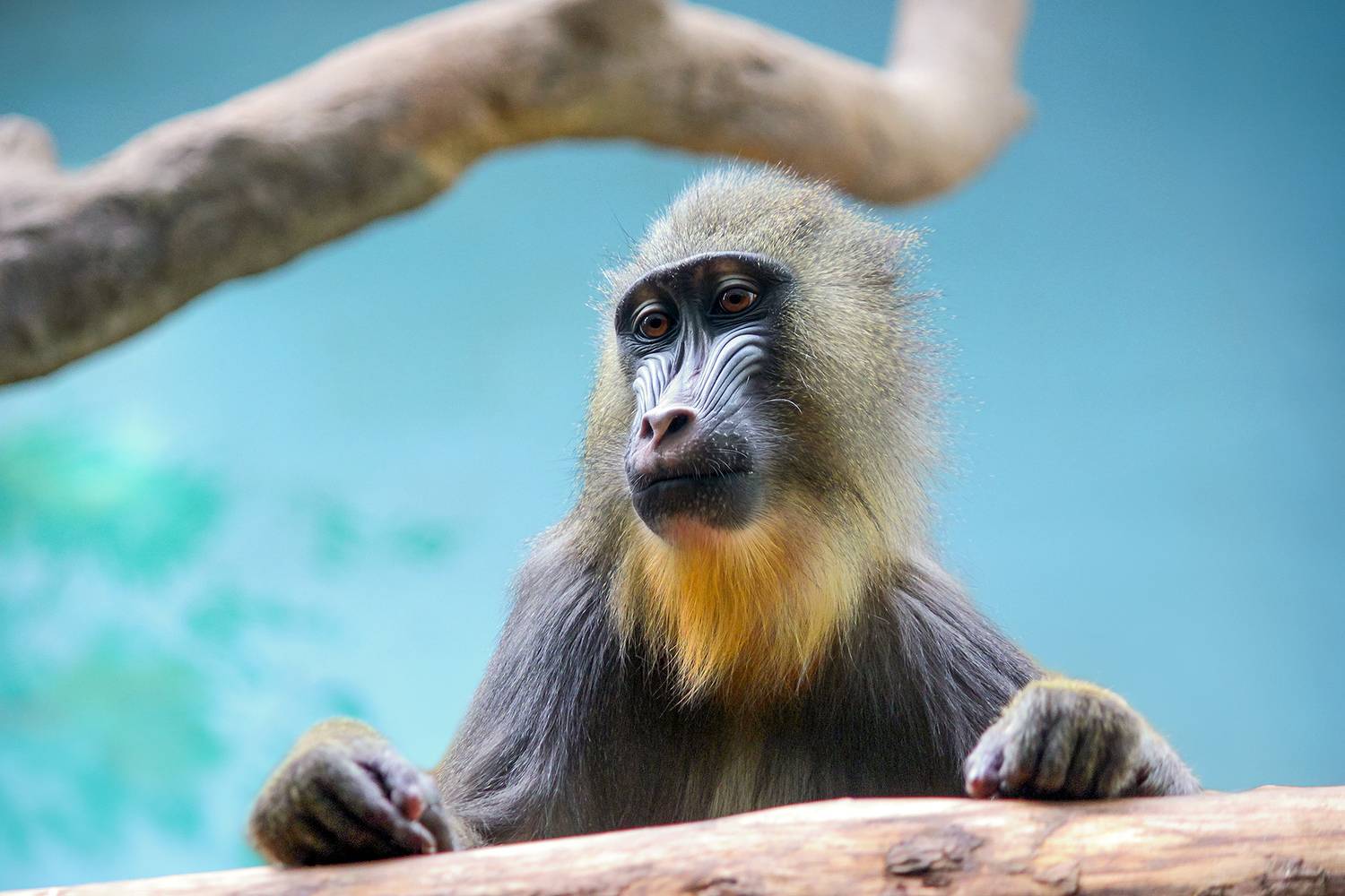 мандрил, сфинкс, mandrillus sphinx, КарОл