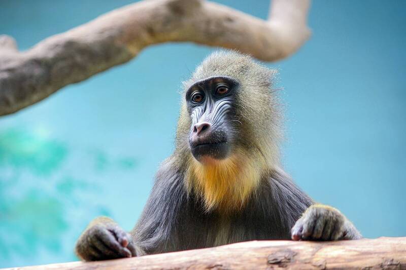 мандрил, сфинкс, mandrillus sphinx Лектор фото превью
