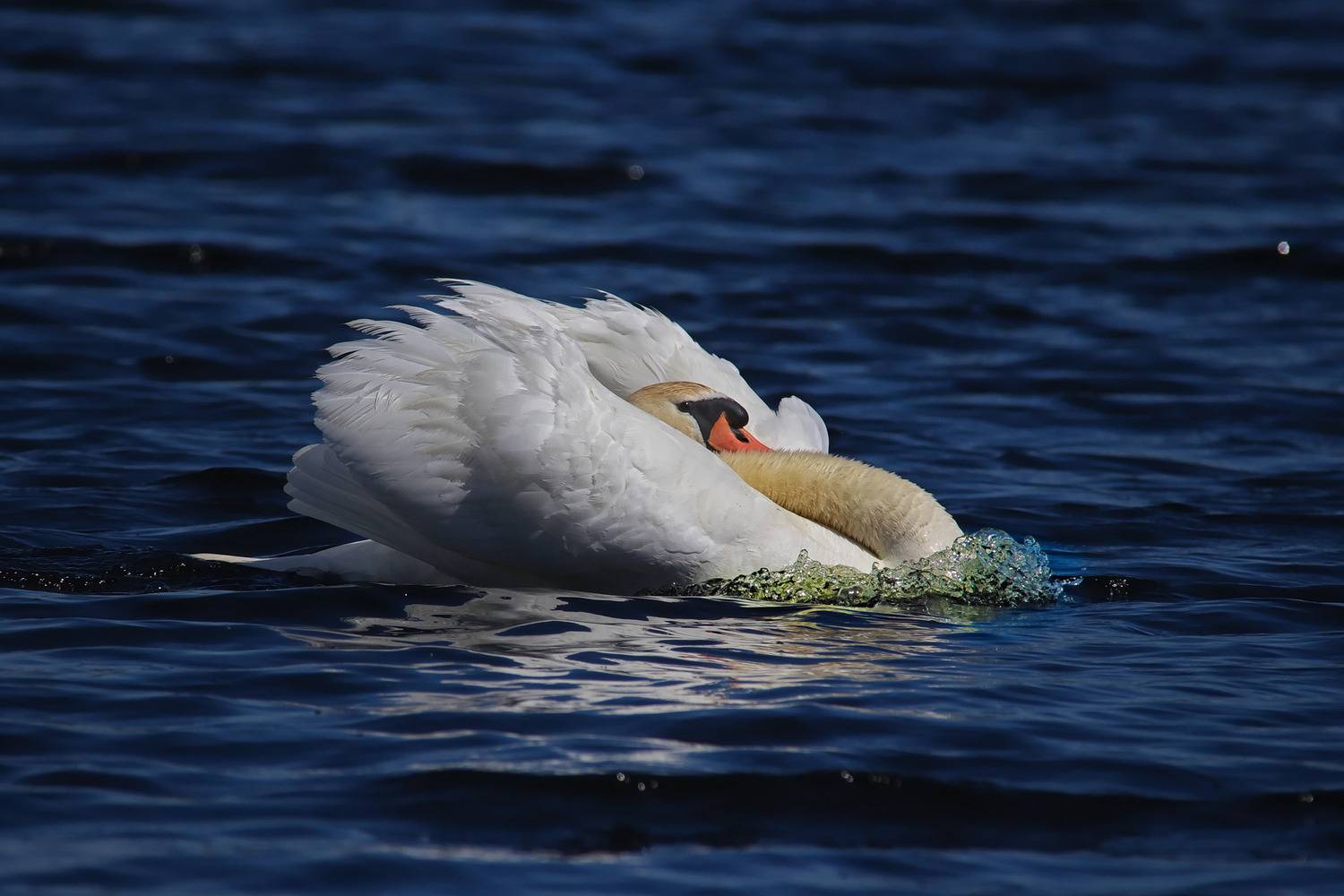 лебедь-шипун, cygnus olor, sergey izoya