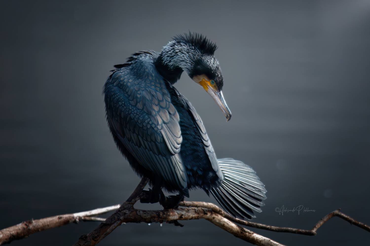 панк, хвостик, денди, щёголь, great_cormorant, большой баклан, Плеханов Александр