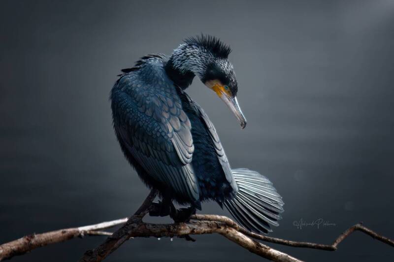 Большой баклан / Great Cormorant фото превью