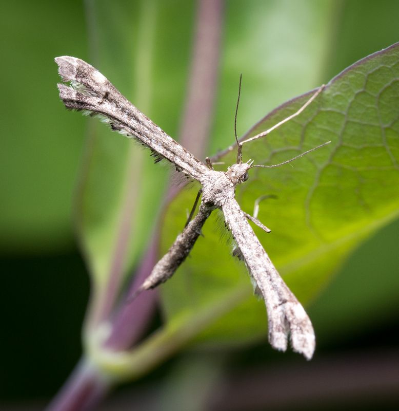 макро, мотылек Странный самолет фото превью