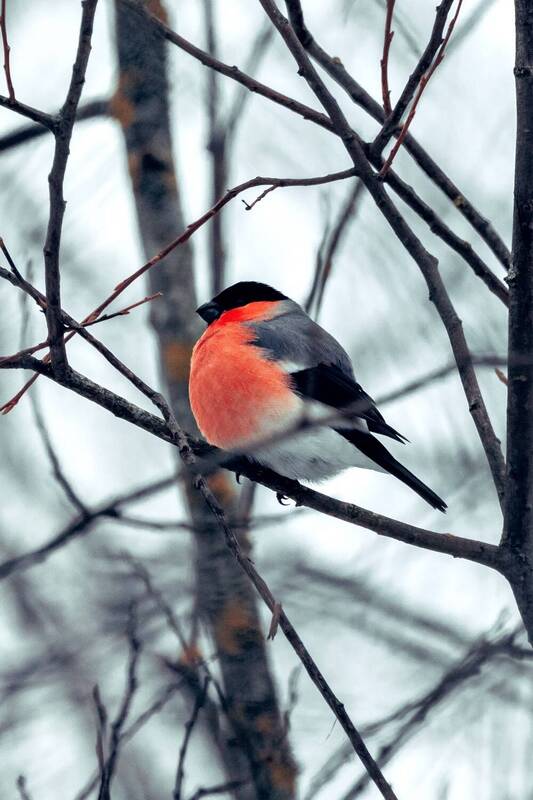 Снегирь фото превью