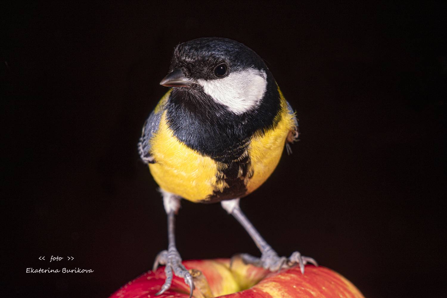 , Бурикова Екатерина