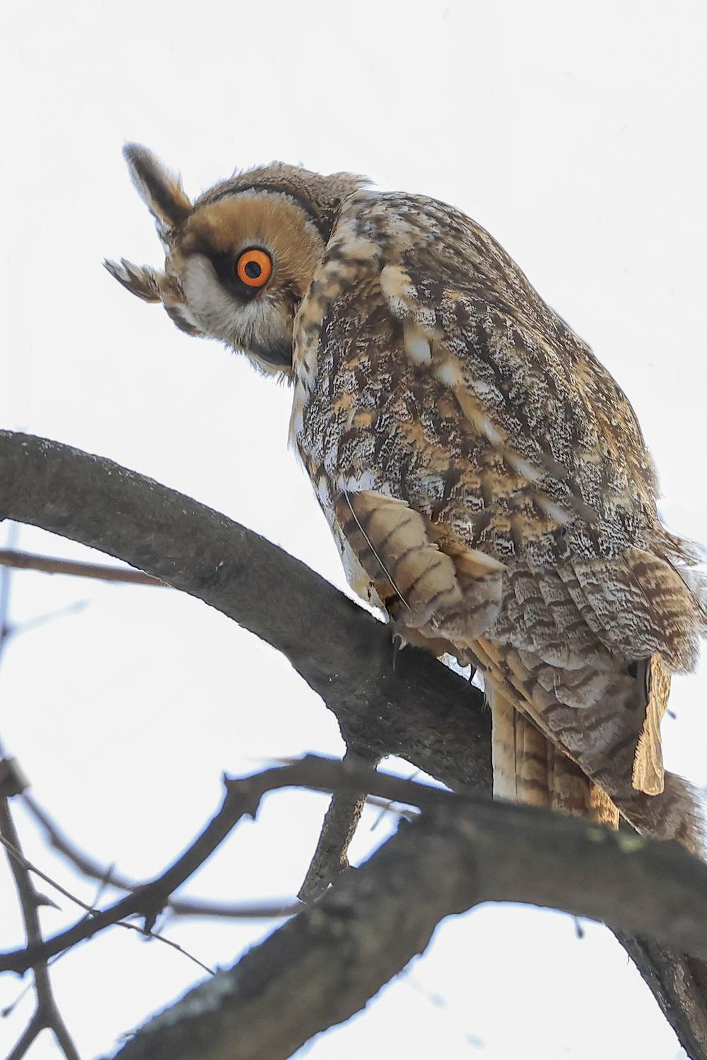 сова, парк кусково, москва, Marat Magov