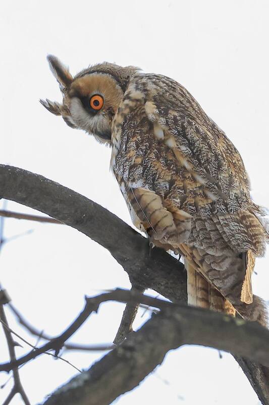 сова, парк кусково, москва *** фото превью