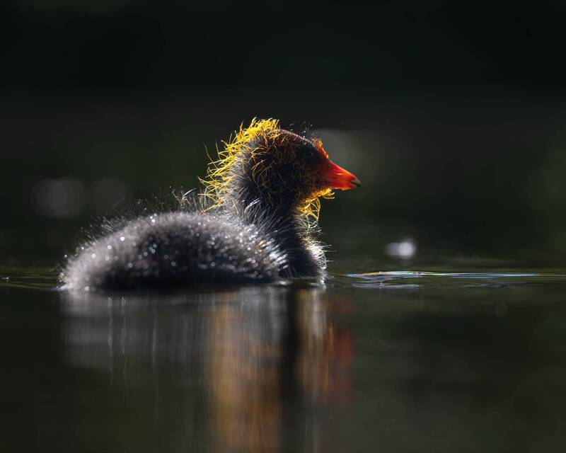 лысуха, птенец, птицы  фото превью