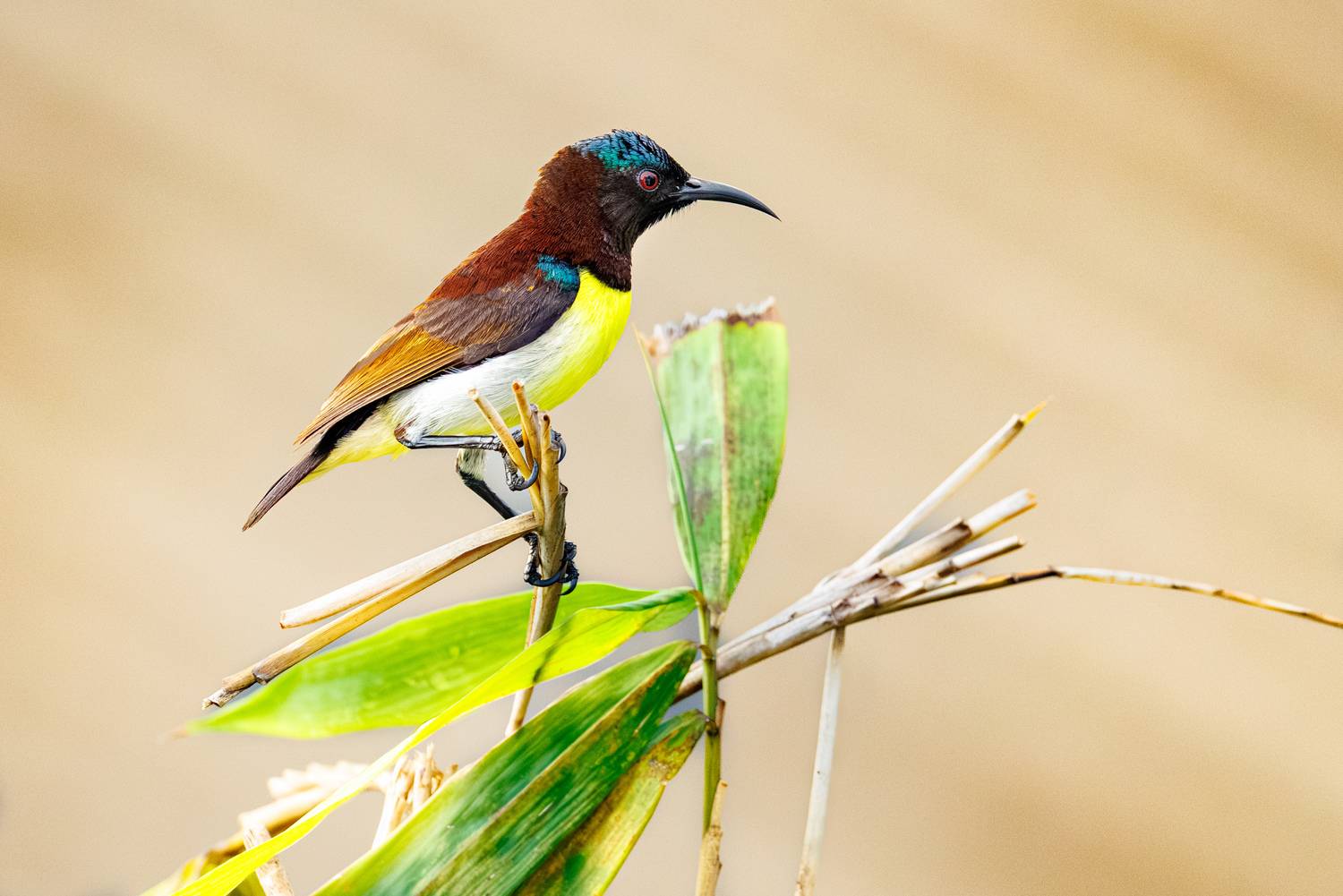 , ssmirs Сергей