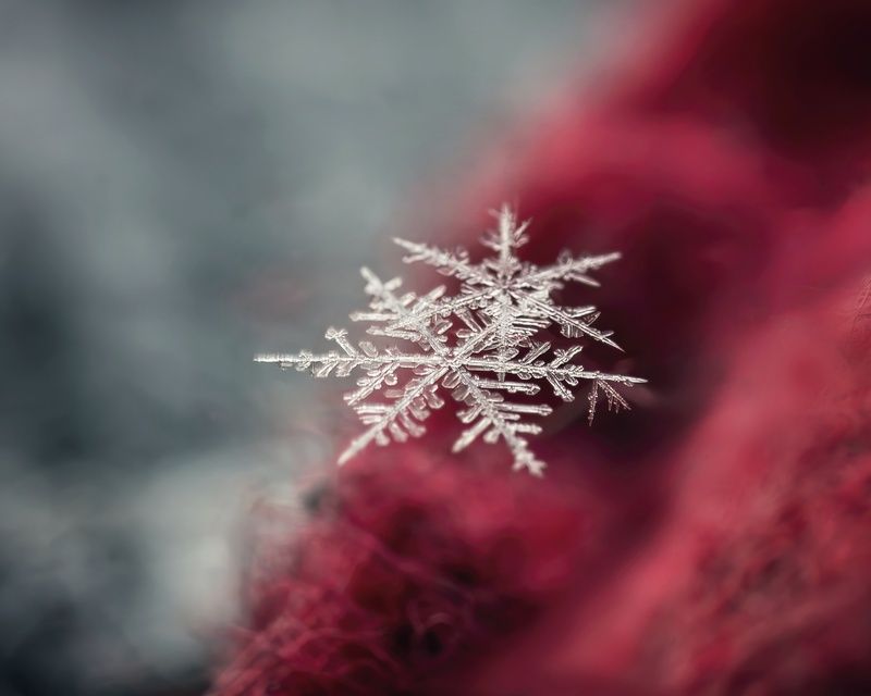 Макро, зима, мороз, снежинка Хрупкая красота зимы! фото превью