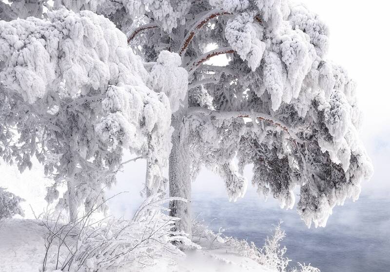 зима, мороз, сибирь, иней, куржак, енисей Наморозило фото превью