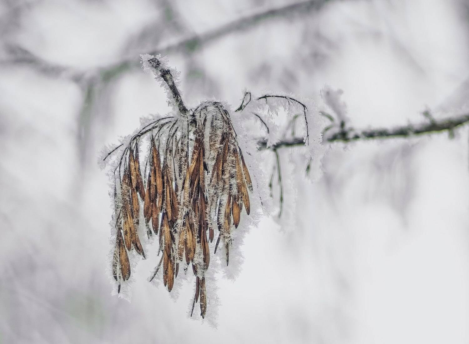 , Орлов Олег