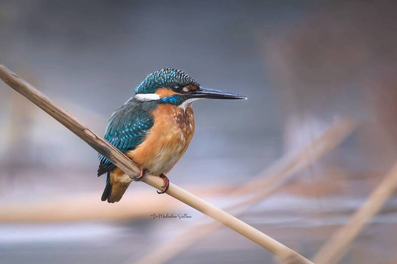 фотоохота, птица, зимородок, зима Необыкновенно обыкновенный. фото превью