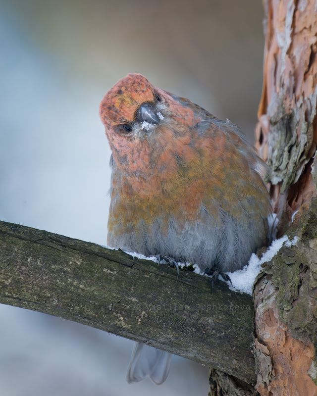 Обыкновенный щур, Pinicola enucleator ку-ку фото превью
