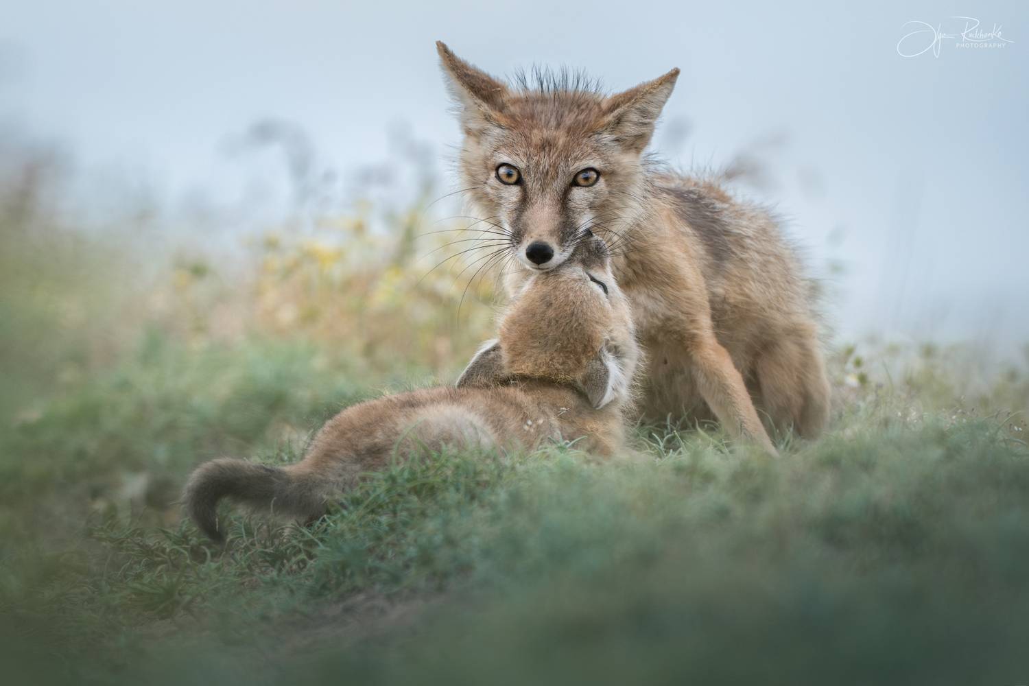 корсак, калмыкия, степная лиса, корсачонок, лиса, лисята, лис, лисенок, дикая природа, wildanimals, корсачата, vilpus corsac, corsac, корсаки, маныч, маныч-гудило, черные земли, Рудченко Ольга