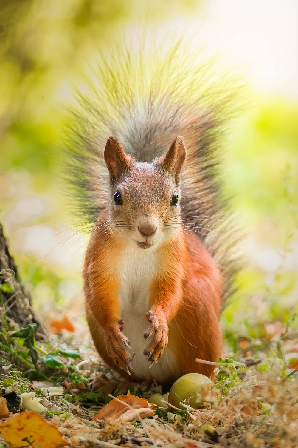 , Корнеев Алексей