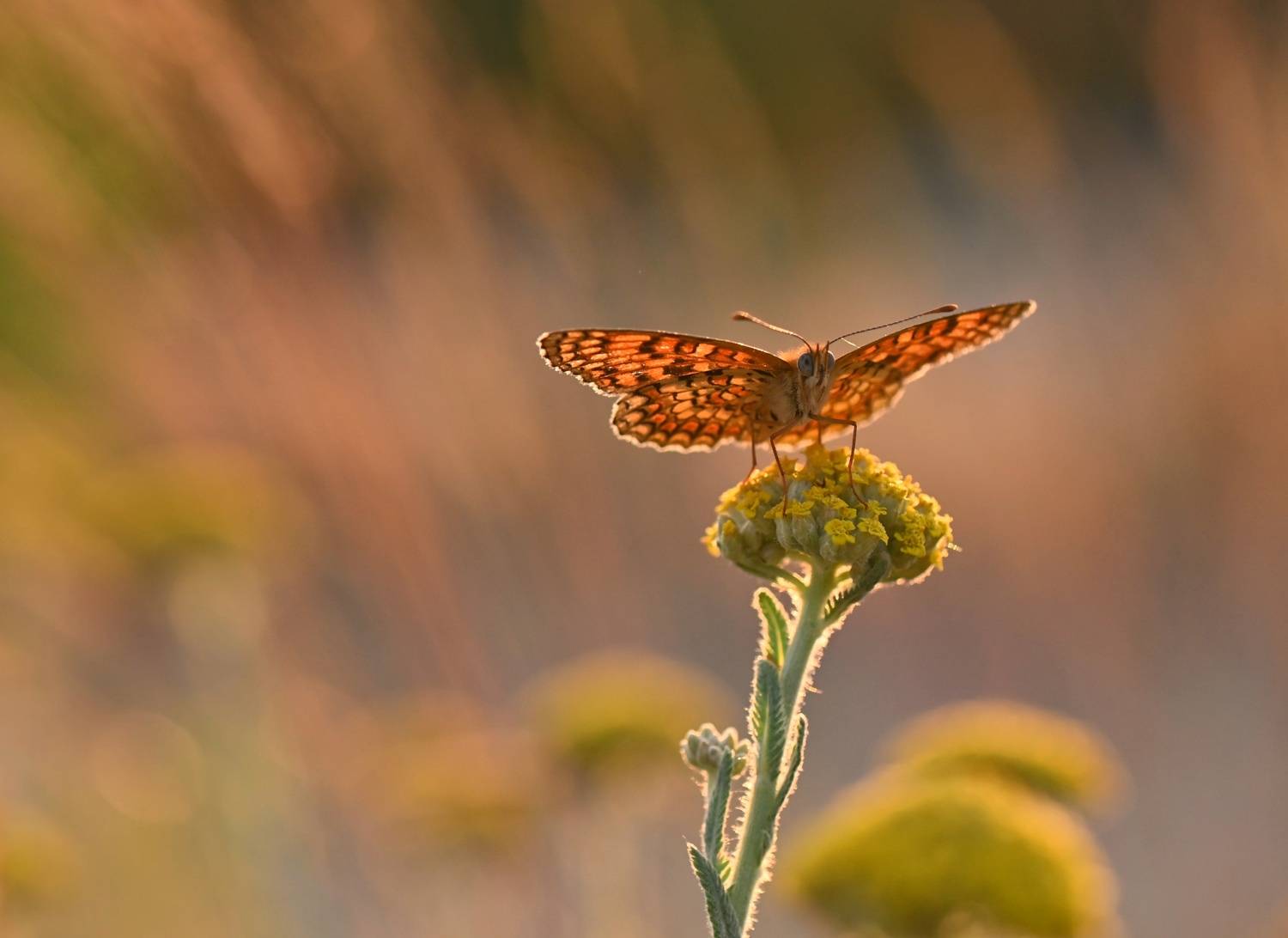 , Герчев Николай