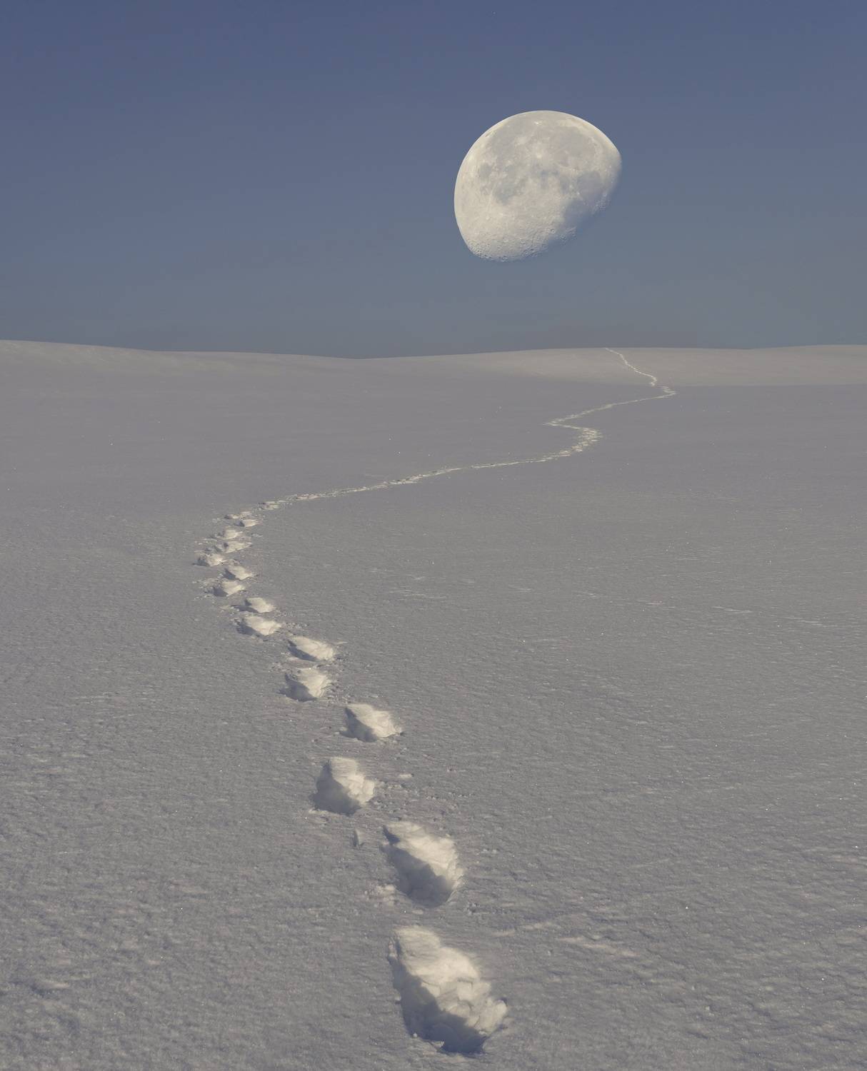 зима, следы, беларусь, Александр Гвоздь