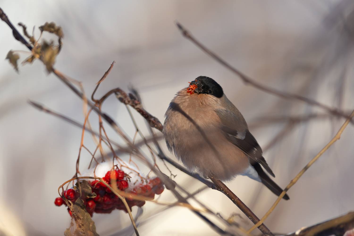 снегирь, снегири, птица, птицы, новосибирск, лес, бор, зима, январь, солнце, Денис Воронов