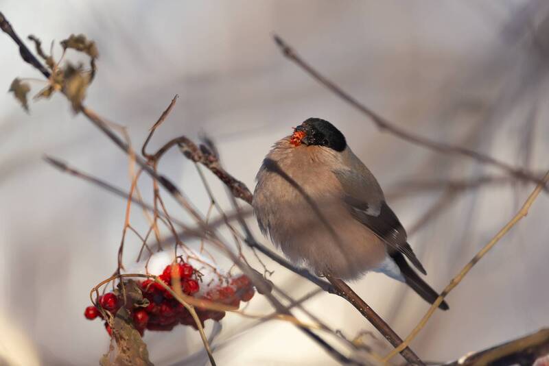 снегирь, снегири, птица, птицы, новосибирск, лес, бор, зима, январь, солнце Снегурка фото превью