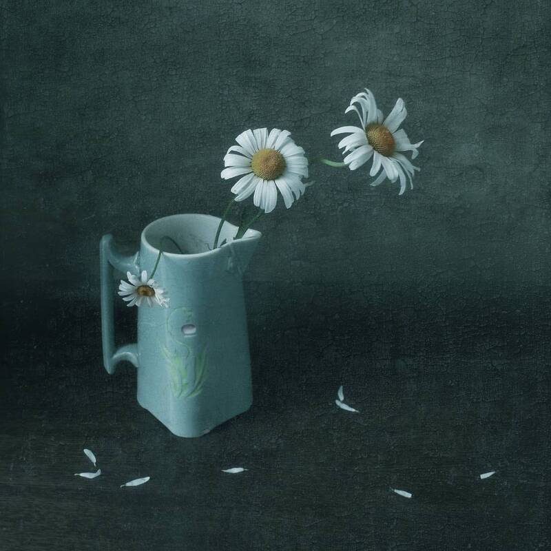 ромашки, гадание Обрывая лепестки ромашки... фото превью