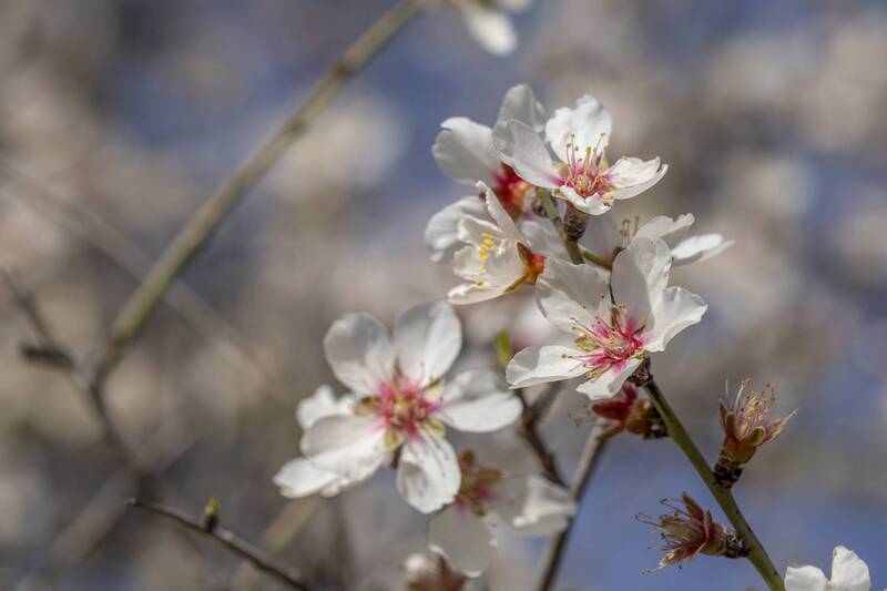 macro, flowers, plants, nature, spring, red, grass almond tree flower фото превью