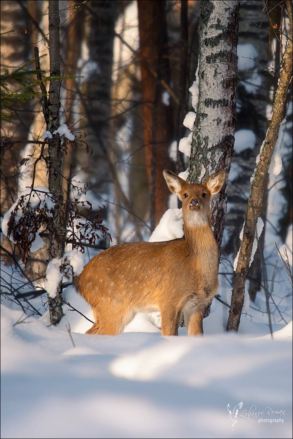, Лобанов Роман