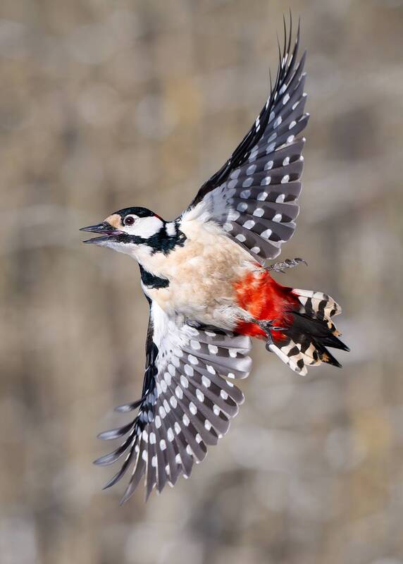 Большой пестрый дятел — Dendrocopos major. Самец в полете. фото превью