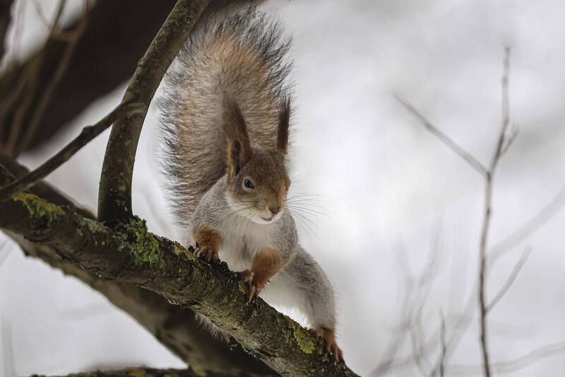 белка, кусковский парк, москва *** фото превью