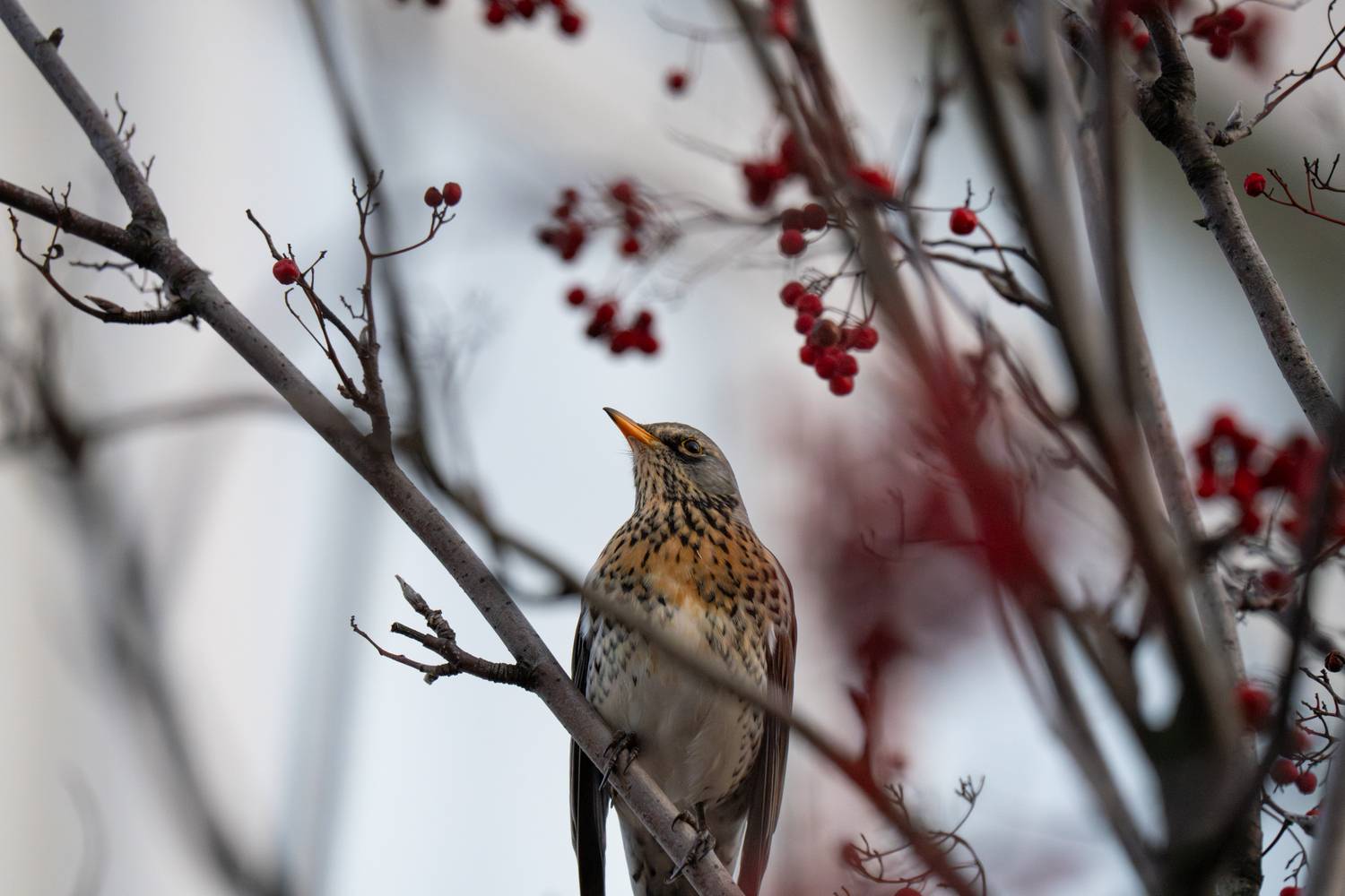 дрозд, дрозд рябинник, рябинник, осень, autumn, fieldfare, bird, turdus pilaris, Сергей Малинкин
