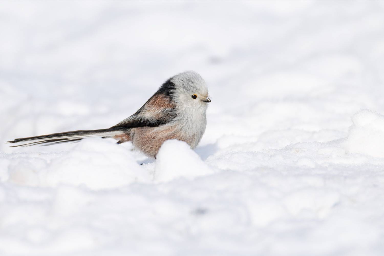 ополовник, синица, длиннохвостая синица, птицы, зима, Ruslan Pl