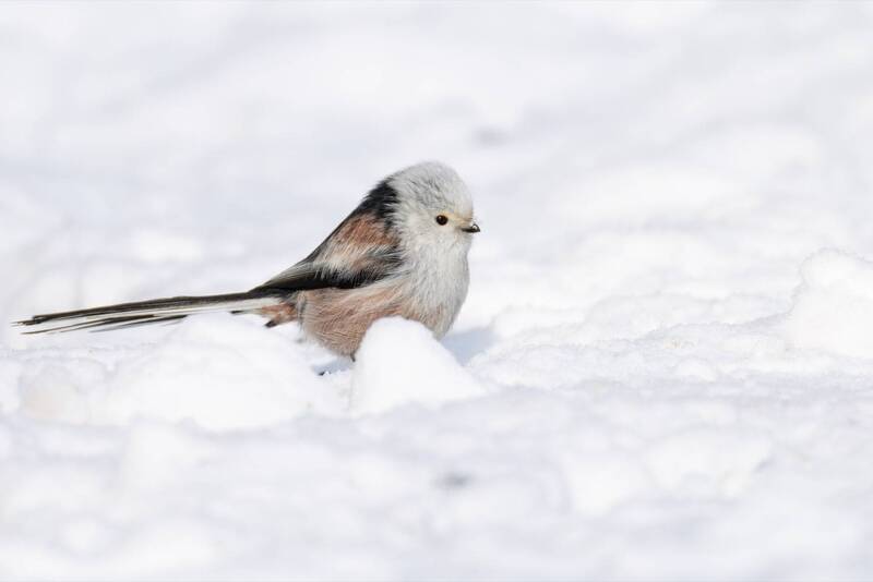 ополовник, синица, длиннохвостая синица, птицы, зима Ополовник фото превью