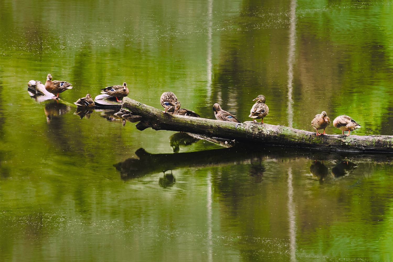 утки, Валерий Вождаев