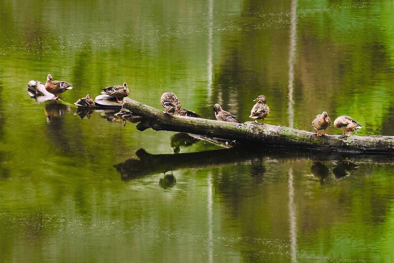 утки Утиная история фото превью