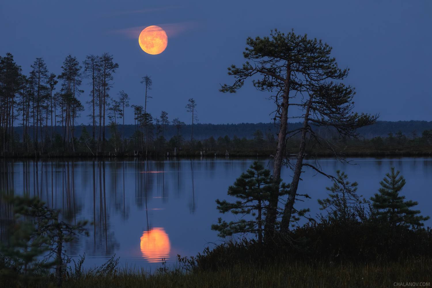 ночь, луна, пейзаж, сосны, озеро, болото, север, Иван Чаланов