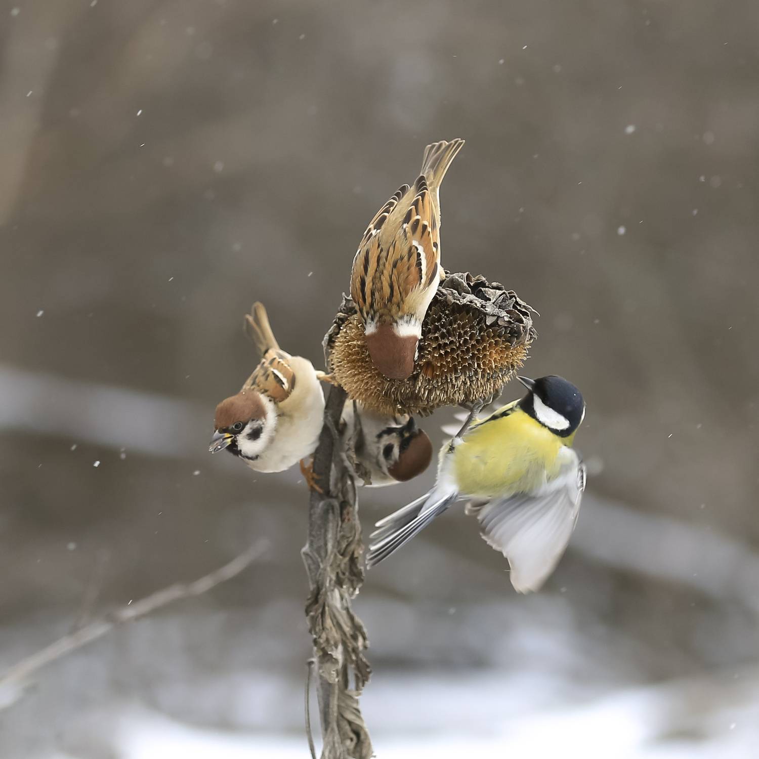 природа, Валерий Черняк